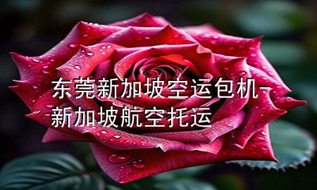 东莞新加坡空运包机-新加坡航空托运