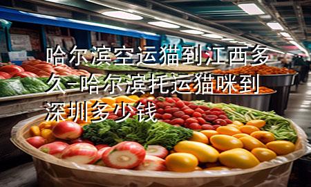 哈尔滨空运猫到江西多久-哈尔滨托运猫咪到深圳多少钱